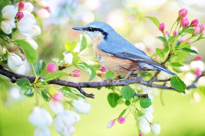 spring-bird-2295431_960_720