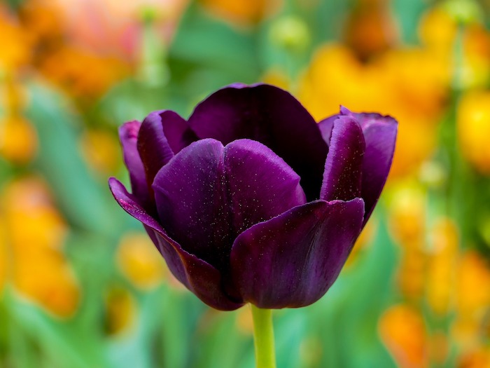 tulip-purple-3360748_1280