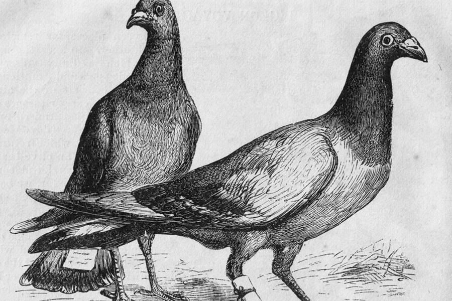 war-pigeons
